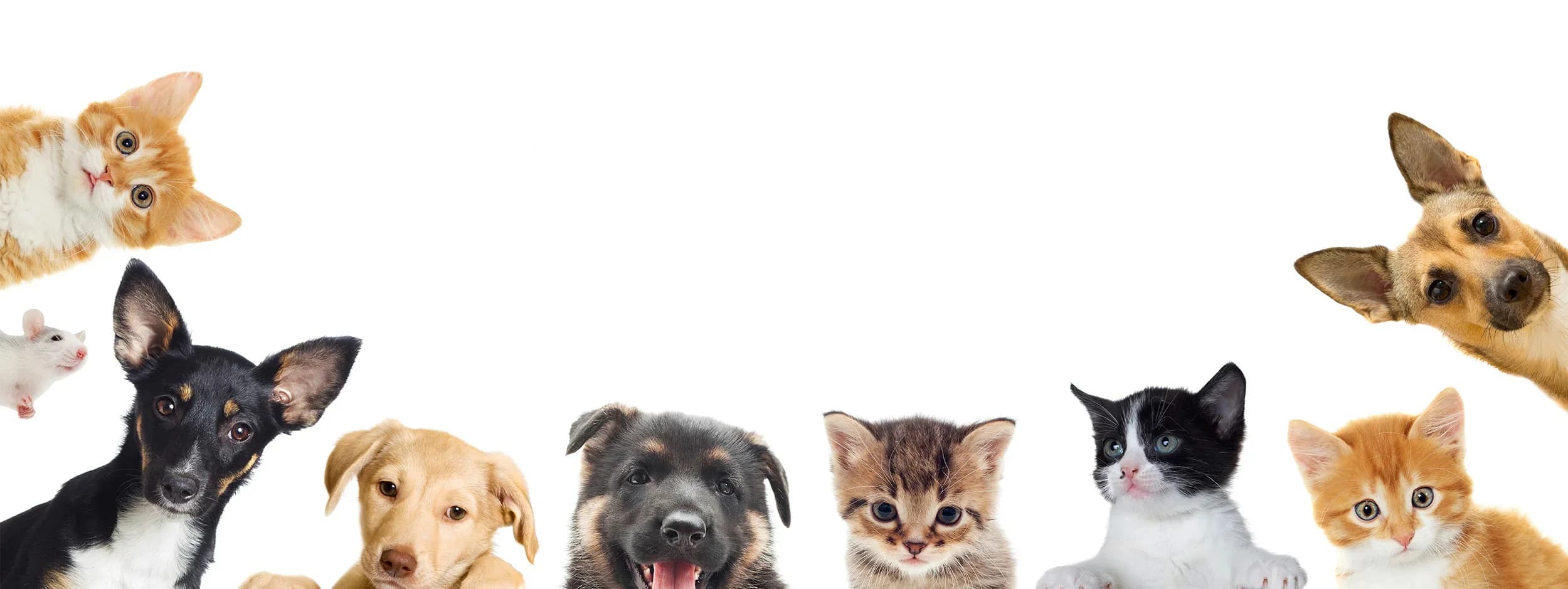 petsNmore privacy policy banner