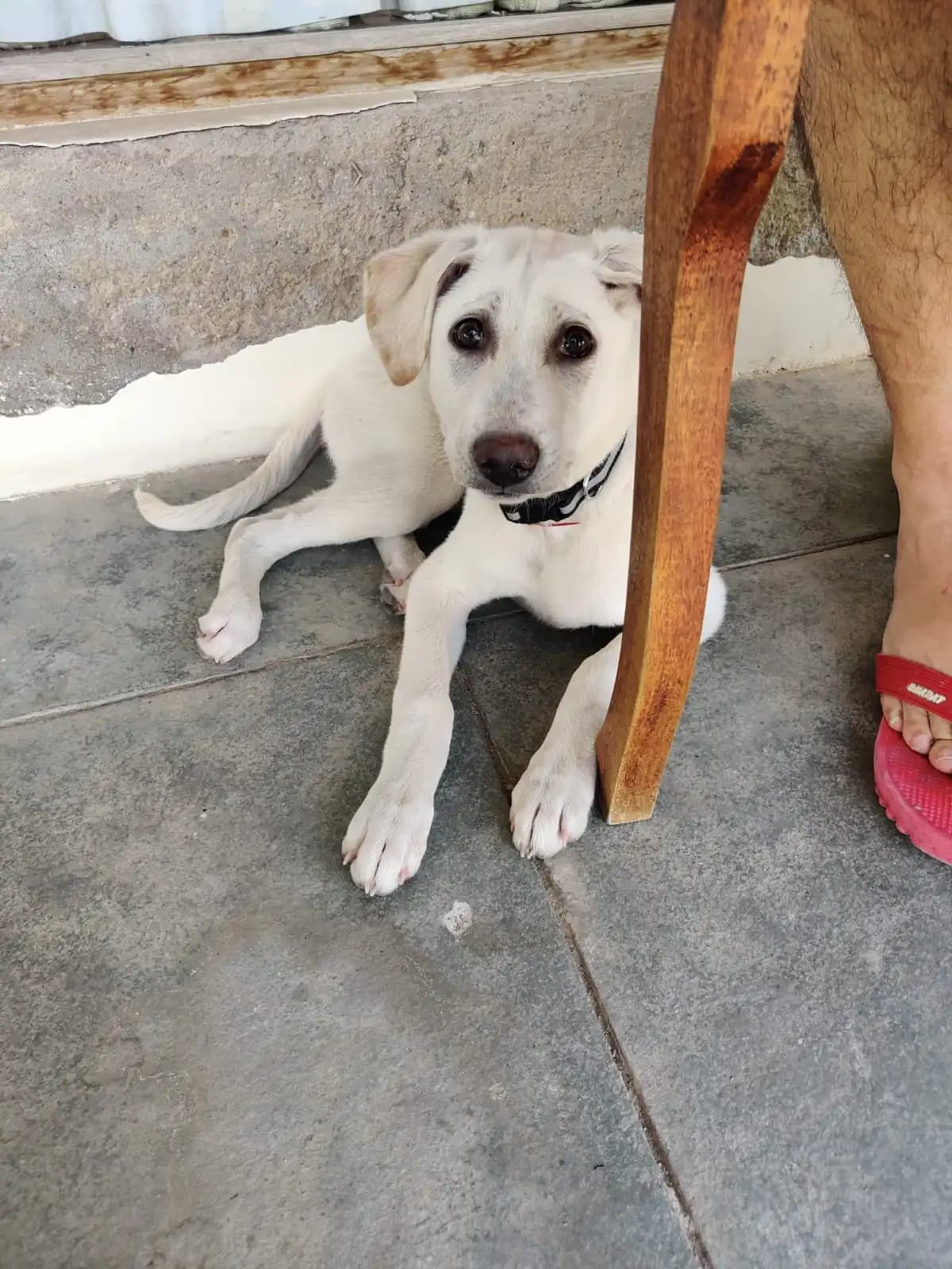 Walter Tag's pet story